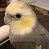 zeepha