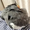 さるやん