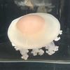 らいすおんちーず