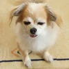 ヒロ