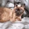 ZOE