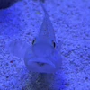 ちろ