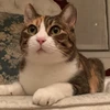 にゃんきち
