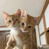青唐辛子