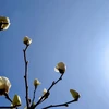 snowtree