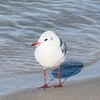 飴りんご