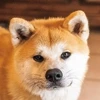 いぬ