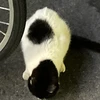 さとし