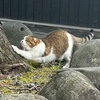 かえ