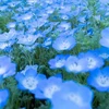 まひろ