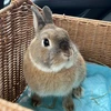 cha