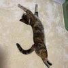 ぴょり