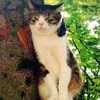 アンバーという名の猫