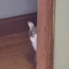 しーさー