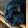 黒猫侍