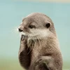 Mr.コツメ