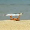 ひろてぃん