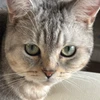 gris_nyan