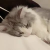 にゃん