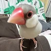 ぽんちゃん