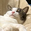 ハチロー