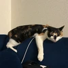 れな