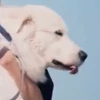 がじゅまるお