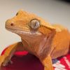 dtw95