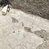 ナナイ