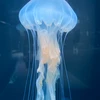 蓮子