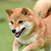 inu