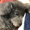 いぬいぬいぬ