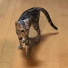 座薬ヤクザ