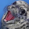 あきぴょん