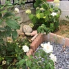 茄子こ