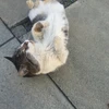 ねこ好きのしろくま