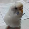 しらたまちゃん