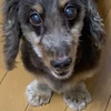 Oto