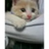 黒鉄色の猫