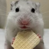 ゆゆゆ