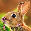 うさっち