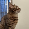 梵
