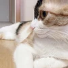 のんてぃ