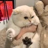 わくわくさん