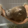 わかもも