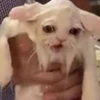 ぱぴぷ