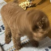 mugichin_223