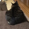 ちゃき