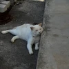 kukemaru6