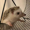 パドメ